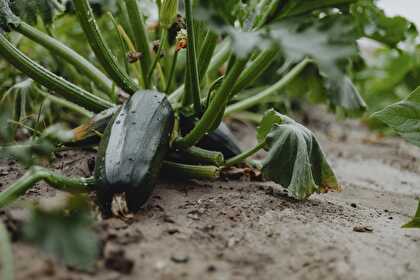 Cuisiner la courgette du jardin