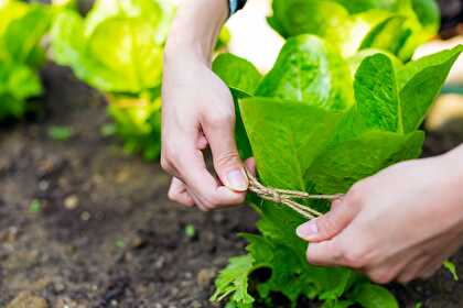 Cuisiner la laitue du jardin