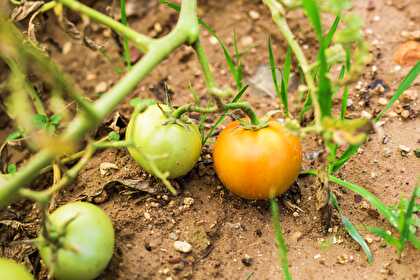 Cuisiner la tomate du jardin
