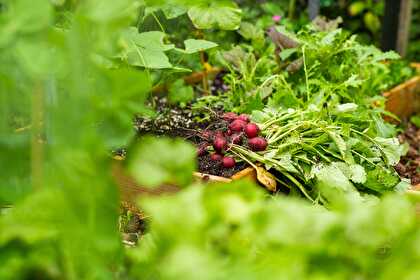 Cuisiner les radis du potager