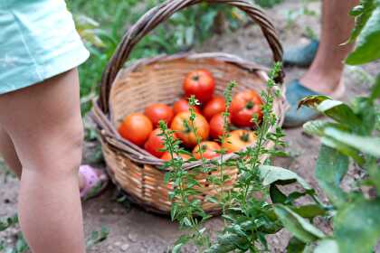 Cuisiner avec mon potager