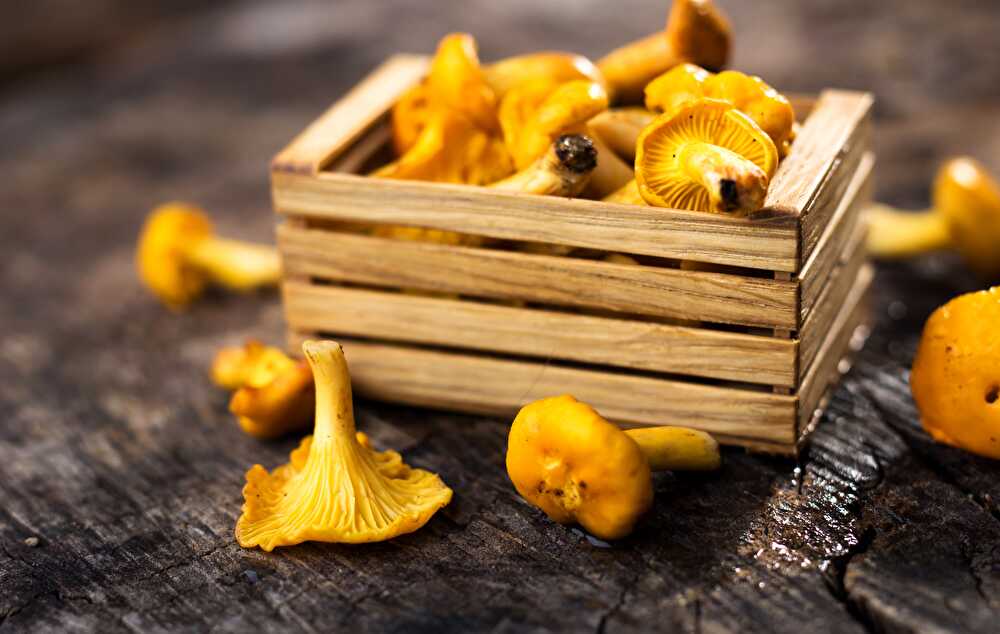 Les recettes avec des chanterelles RecettesMania