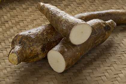 Manioc