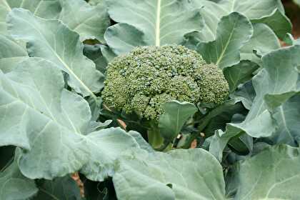 Brocoli