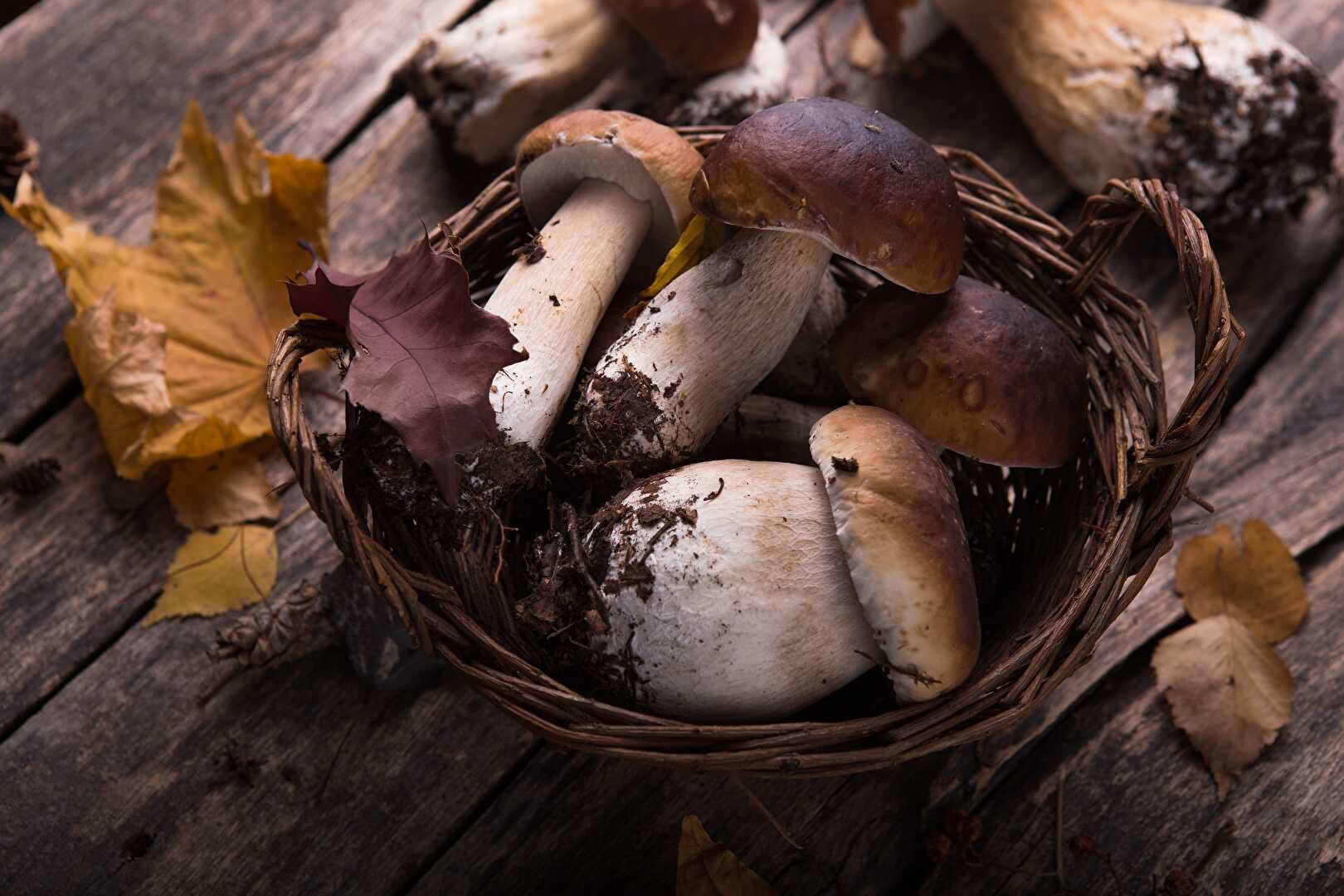 Des idées de recettes avec les champignons de la cueillette