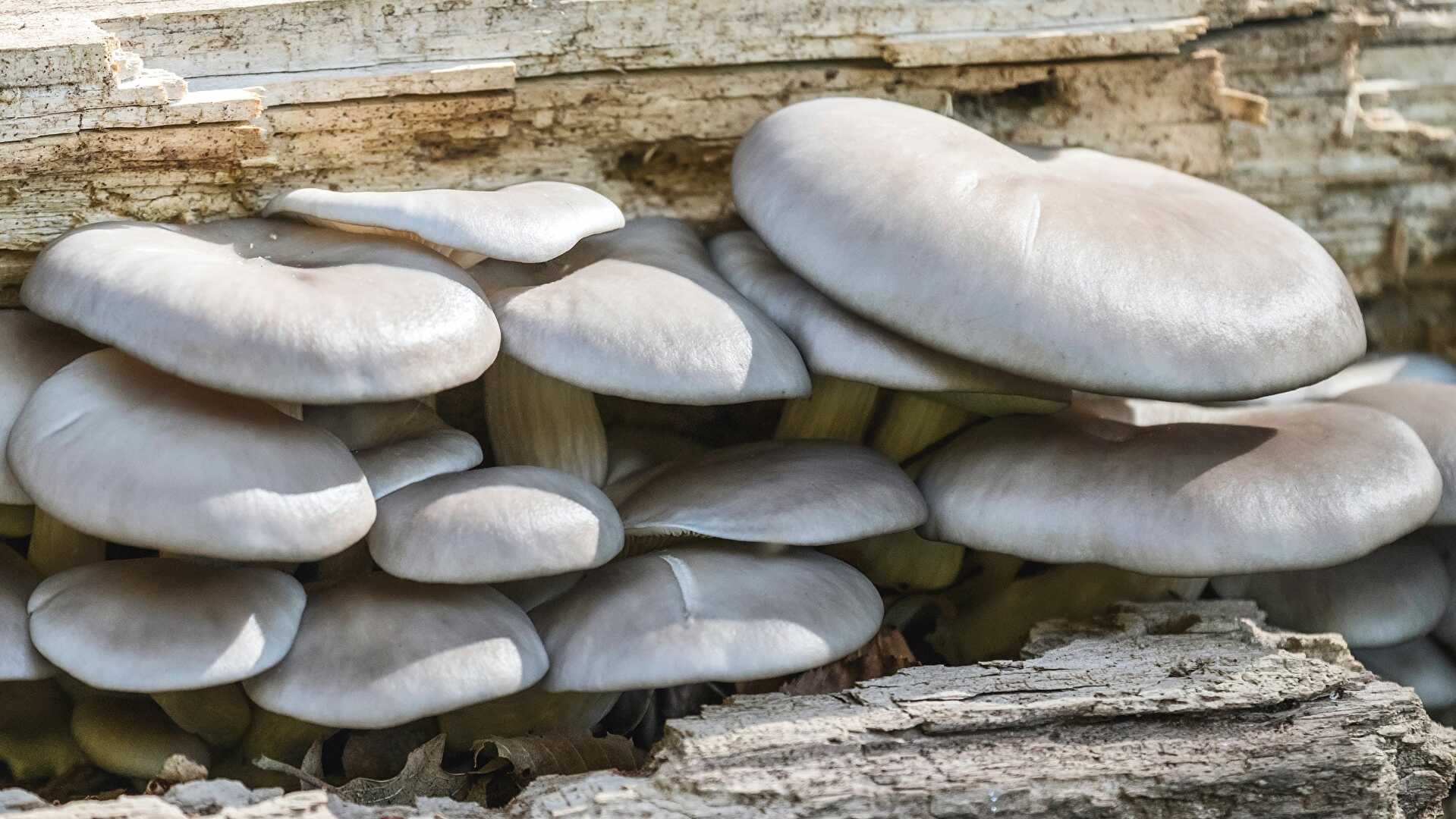 L'erreur que tout le monde fait avec les pleurotes