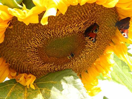 Mon potager et mes poules