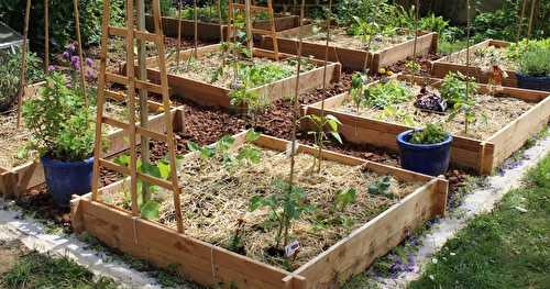 Comment planifier et cultiver un potager en carrés?