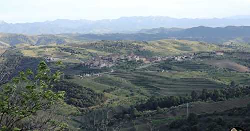 Le vignoble d'Alvaro Palacios : admirer les paysages à l'origine de son vin L'Ermita