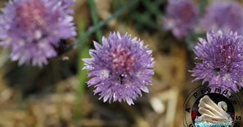 Les fleurs comestibles