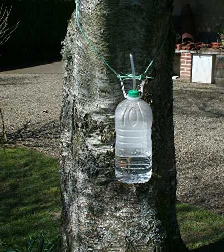 L'eau de bouleau nouvelle est arrivée