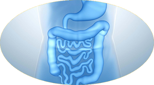 Pourquoi votre santé intestinale et votre microbiote est important ?