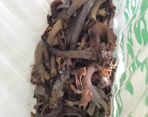 Chanterelles et trompettes de mort