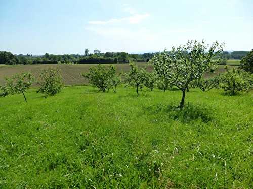 Patrimoine local: le rond