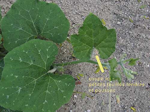 Pousses de feuilles de courge