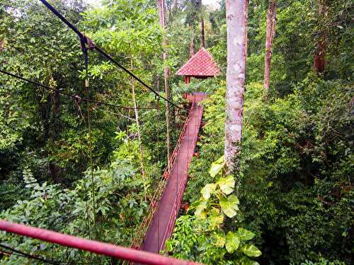 Trang - Peninsular Botanic Garden