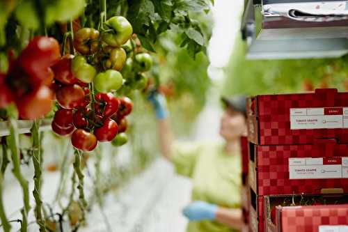 A la découverte des concombres et tomates de France