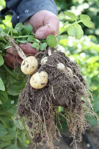 Dis tu connais les pommes de terre primeur de Noirmoutier ?