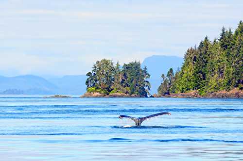 L'Ile de Vancouver & Victoria [mon Wild Wild West Canada & USA]
