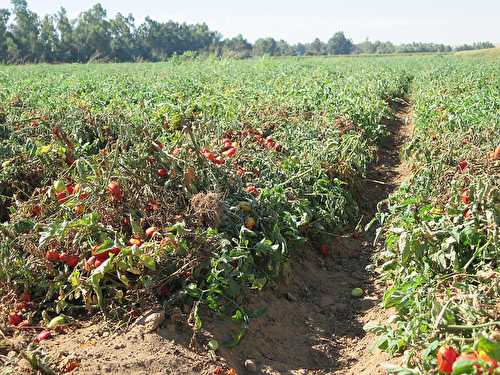 La culture durable des tomates en Espagne