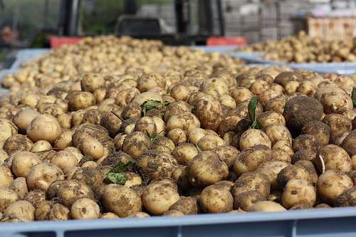 Le conditionnement des pommes de terre primeur de Noirmoutier
