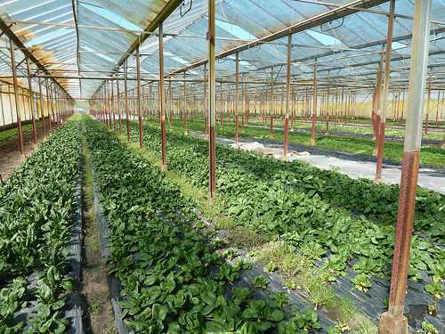 Les légumes bio d’Aurore Sournac à Eysines (33)