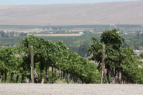 Les vins de la Vallée de Yakima I Washington