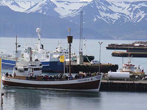 Road Trip en Islande : le Nord et les Baleines (jour 7)