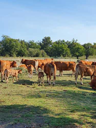 Ou acheter de la viande bio sur Bordeaux ?