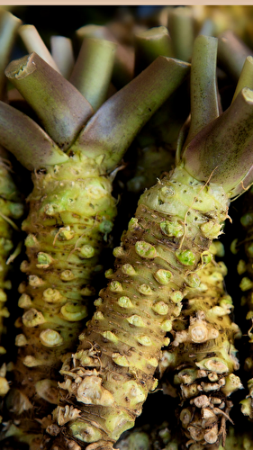 [Japonaiseries] le wasabi frais d'Azumimo