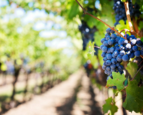 Comment découvrir les vins naturels ou natures ?