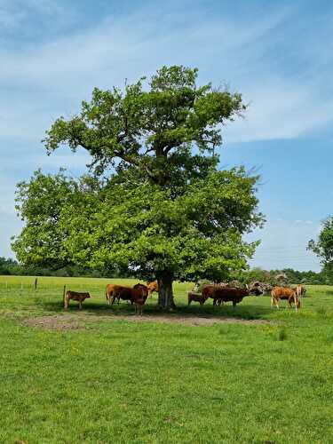 Comment découvrir les marais et le Parc des Jalles de Bordeaux Métropole ?