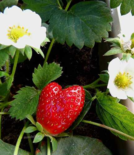 Un cœur de fraise