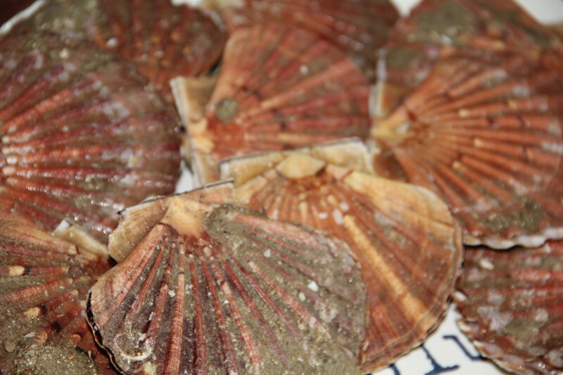 POUR OUVRIR DES COQUILLES SAINT-JACQUES ... COMME UN CHEF !