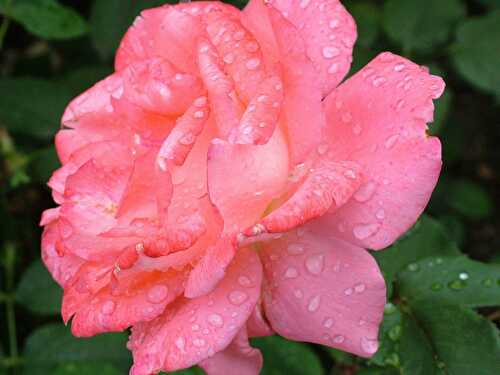 Crème glacée à la rose - Tendance Glace 2022 les meilleures recettes