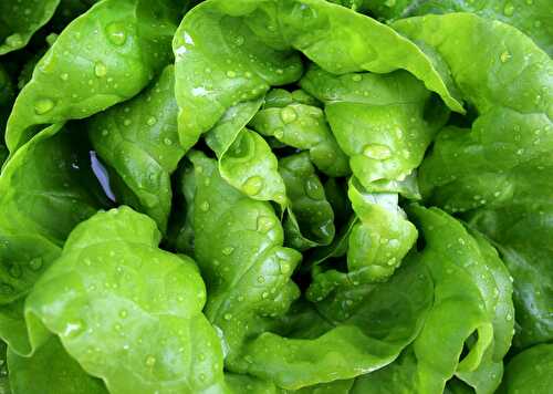 Salade de romaine grillée et salsa de fraises - Recette salade composée