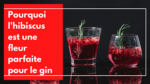 Pourquoi l’hibiscus est une fleur parfaite pour le gin