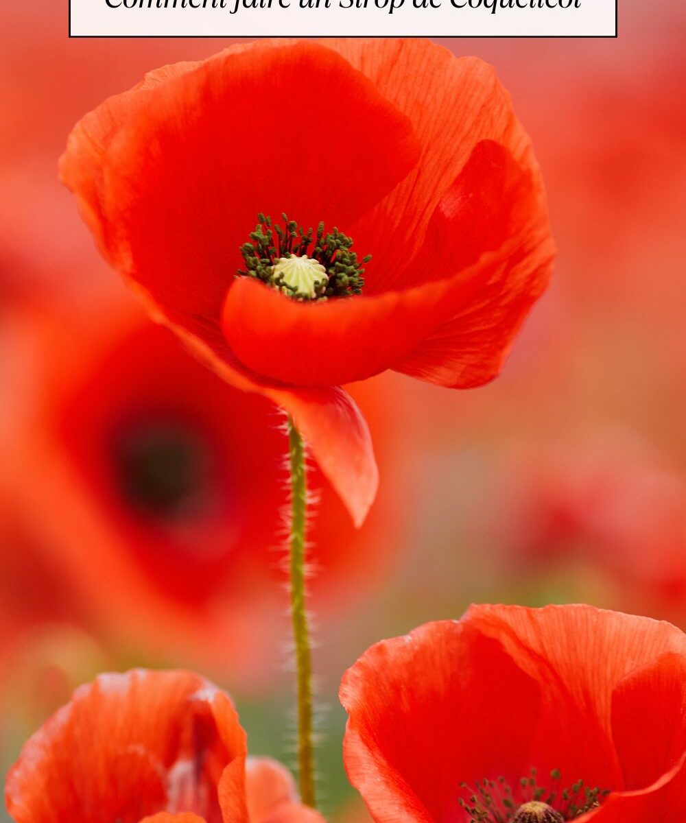 Comment faire un Sirop de Coquelicot