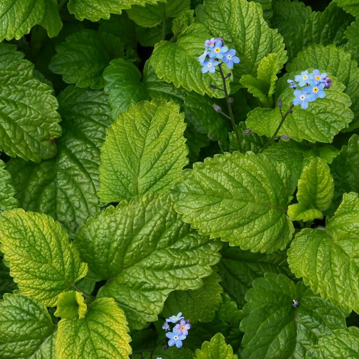 Recette de Sirop de Mélisse Maison