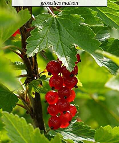 Recette du Sirop de Groseilles des chefs