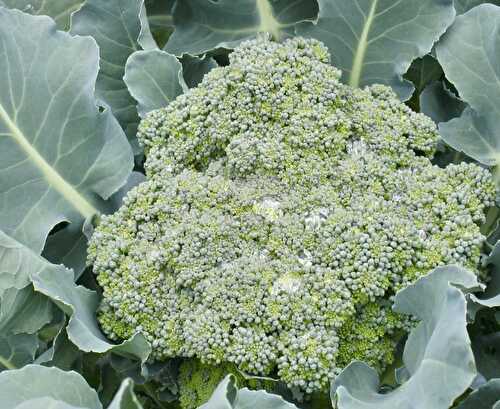 Alimentation alcaline : 8 raisons de manger du brocoli