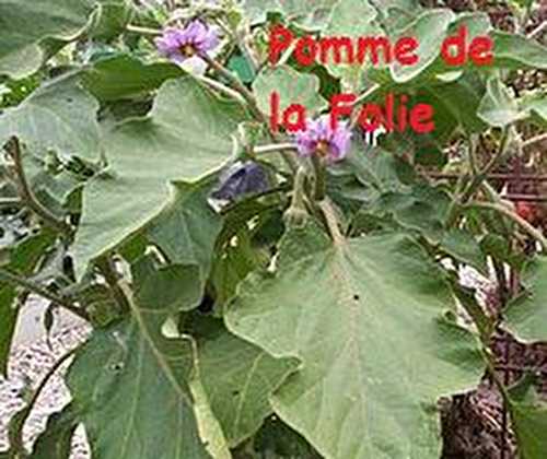 Pomme de la Folie - Breves de Luna