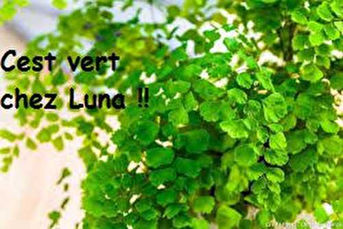 Tous Au Vert !! - Breves de Luna