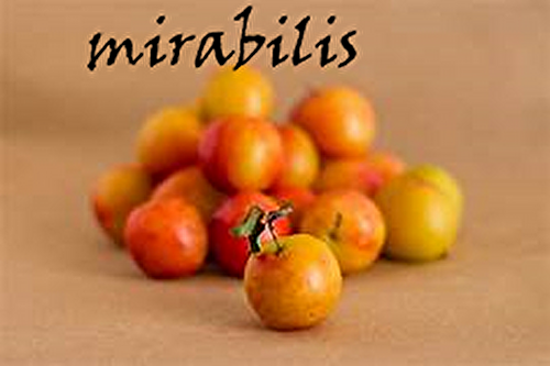 Mirabilis ...