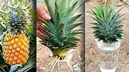 Cultivez votre propre ananas à la maison : étapes faciles à suivre