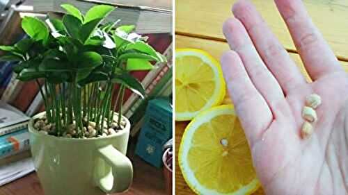 Cultivez votre propre arbre de citron en tasse : conseils et techniques