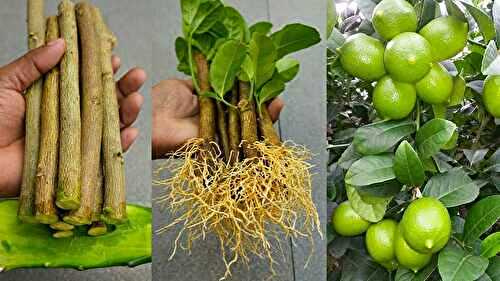 Faites pousser vos propres plants de citron en 30 jours avec cette technique