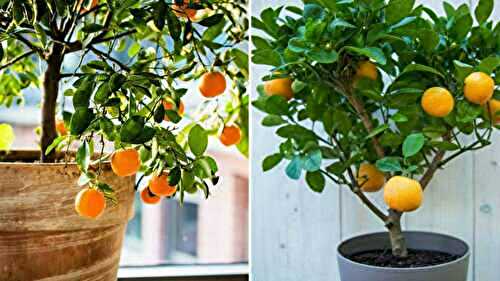 Jardinage urbain : la culture des mandarines en pots expliquée