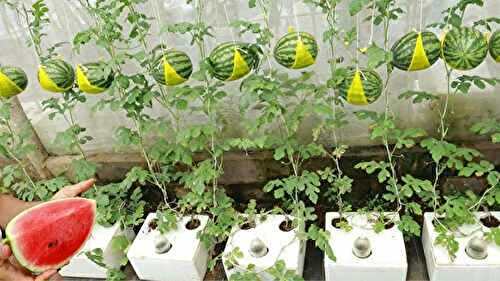 Jardinez malin: Cultivez des pastèques en pots pour optimiser l’espace