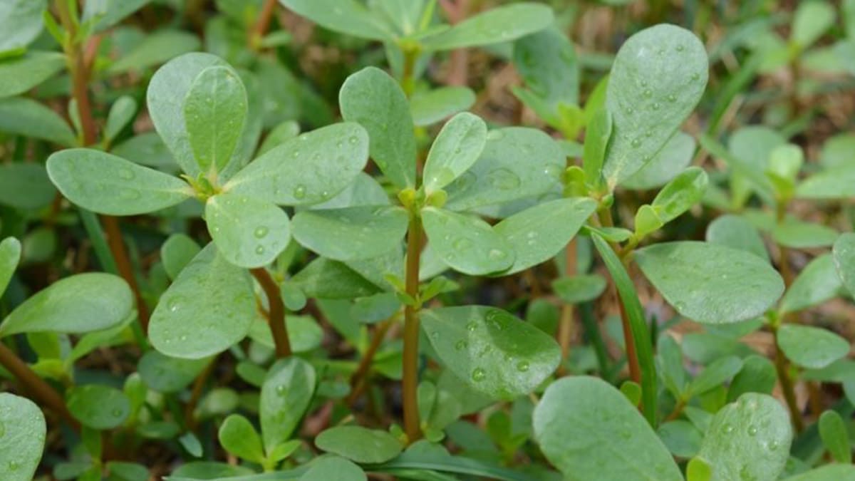 Pourquoi conserver le pourpier dans votre jardin ? 8 avantages à découvrir